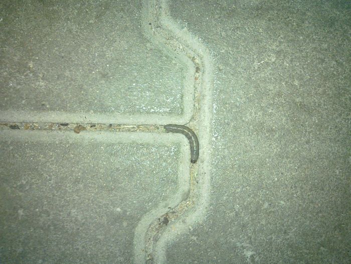 Concrete Worm