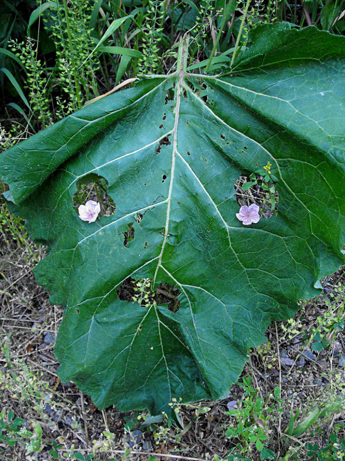 Leafy Trail Guardian