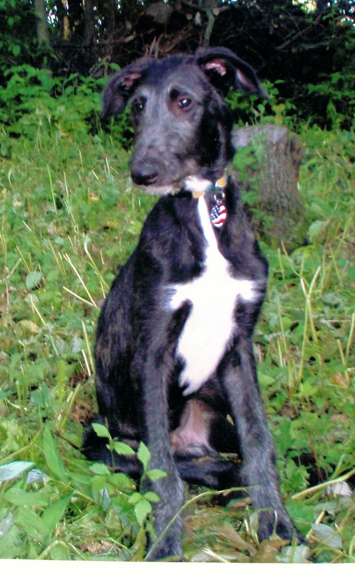 Deerhound Puppy