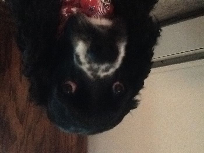 Groucho Marx Mustache (tippy Toes Uecker)