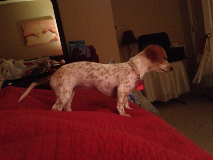 Chiweenie...half Chiwawa Half Mini Daschund