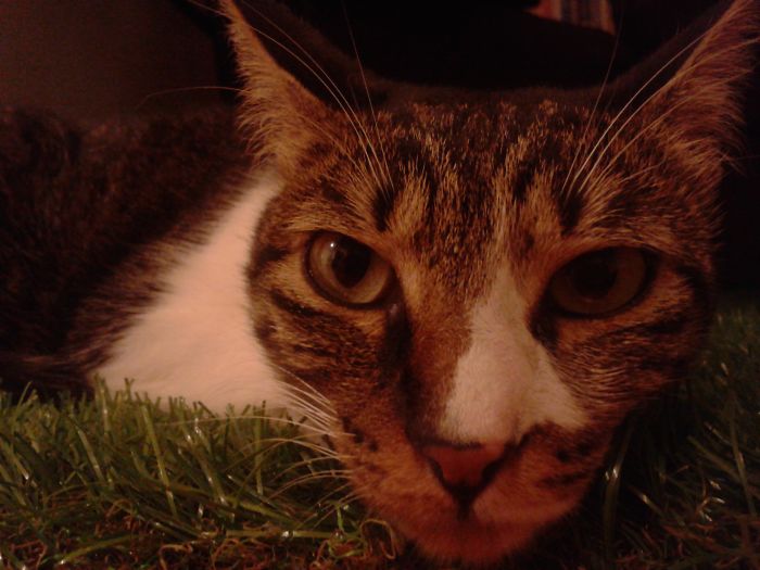 Is It A Square? Is It A Circle? No! It Is A Triangle! Her Name Is Duki :)