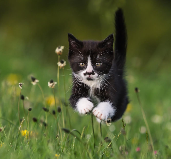 Batman Cat By Regine Heuser