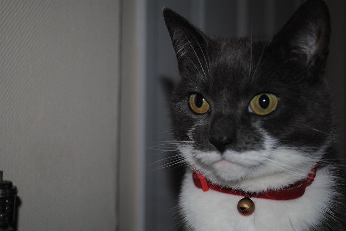 My Pheobie Jeebies With A Moustache