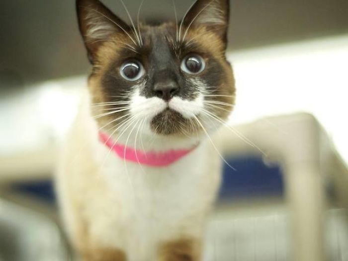 Bunny (from Tails Of The City / The Cat's Meow Animal Rescue)