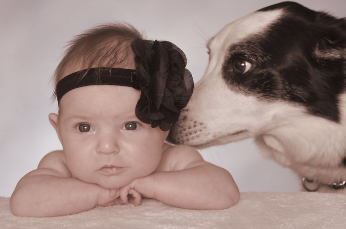 Samantha And Sofie The Border Collie, I