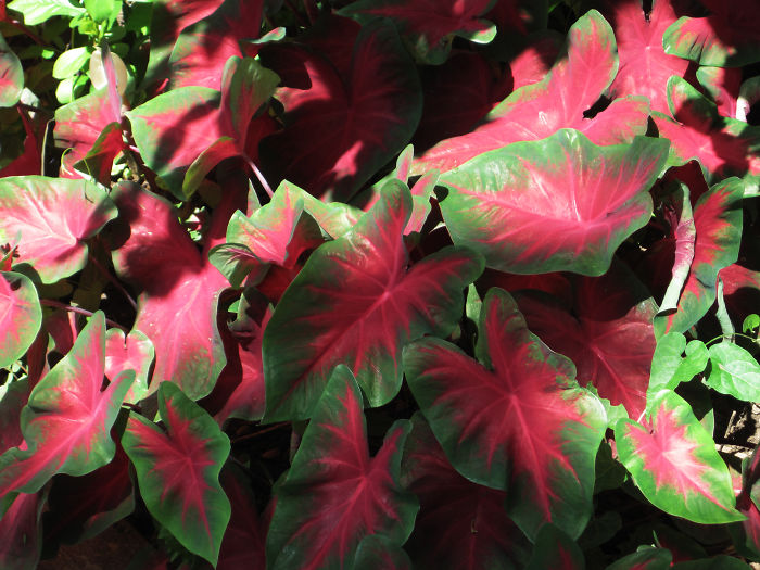 Red Caladium