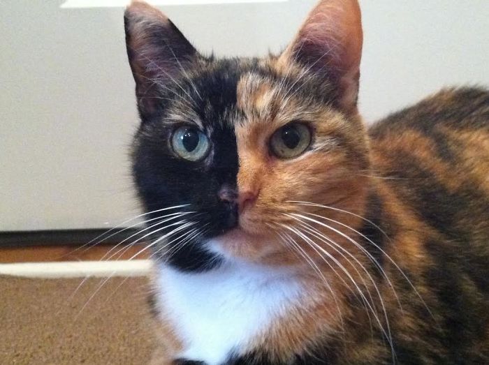 Haley Girl Kulisiewicz