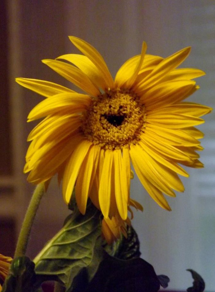 #129 Happy Flower :)