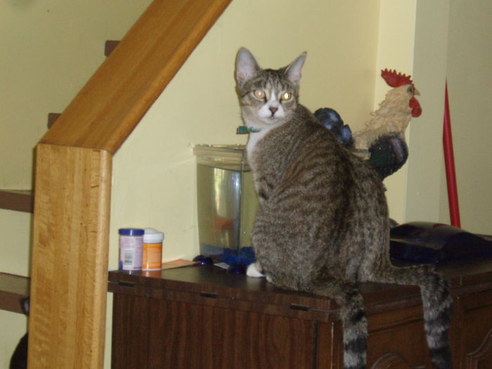 Un Chat à Deux Corps.