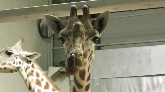 Hope The Giraffe At The Topeka Zoo