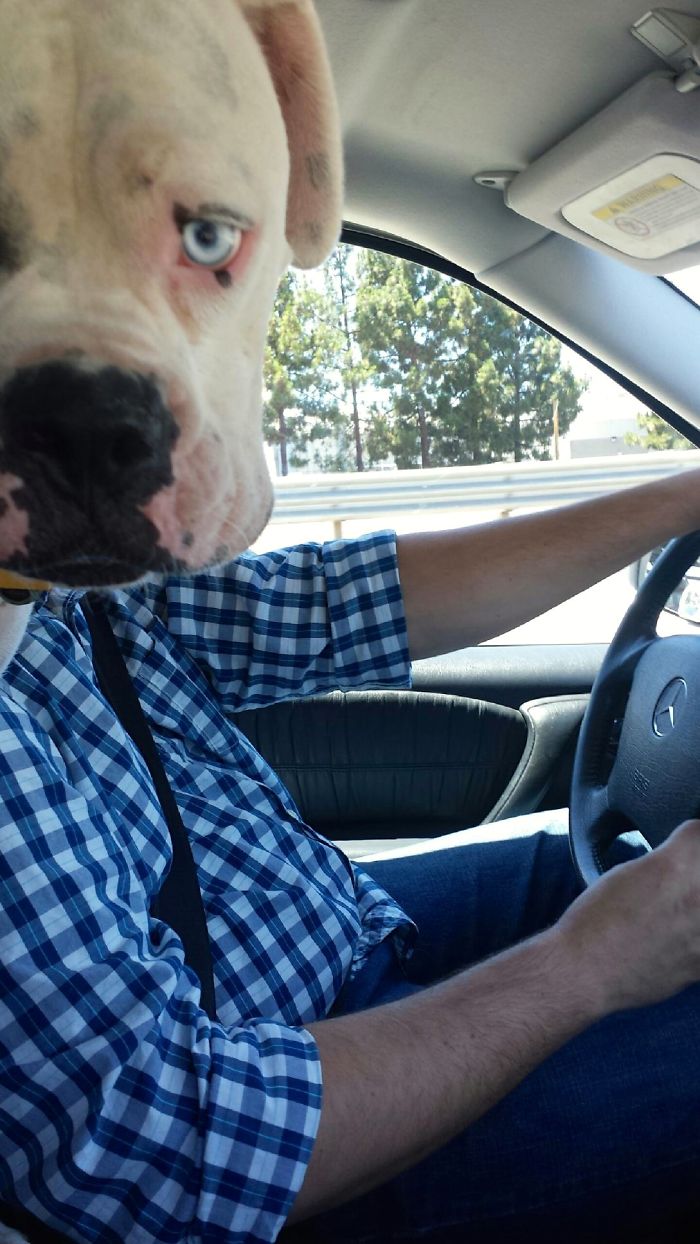 No, I've Never Been Pulled Over... Why?