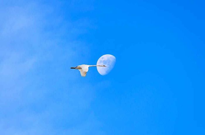 Swan Flying Past The Moon