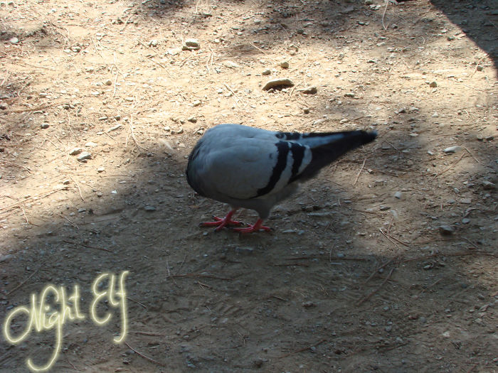 Pigeon In Parc Güell, Barcelona, Spain, October 2011