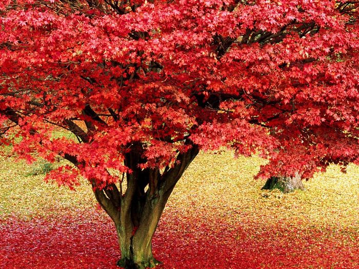 Red Tree