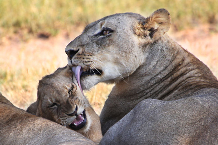 Taken By Raj Shahani At Londolozi -sa