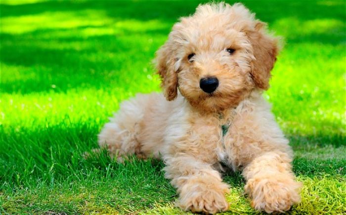 Labradoodle