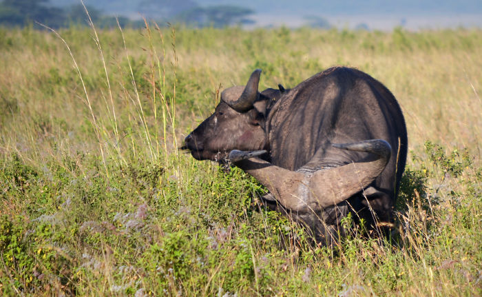 A Two-headed Buffalo In Nairobi National Park