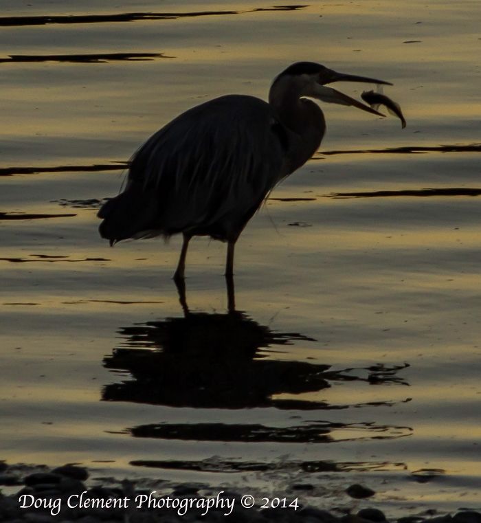 Property Of Doug Clement Photography