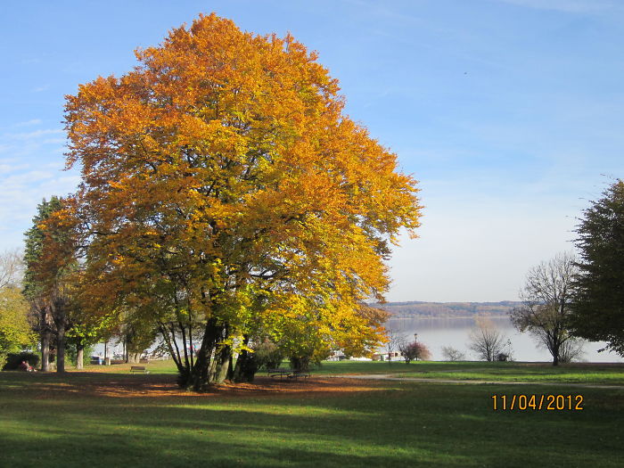 German Broad-leafed Tree