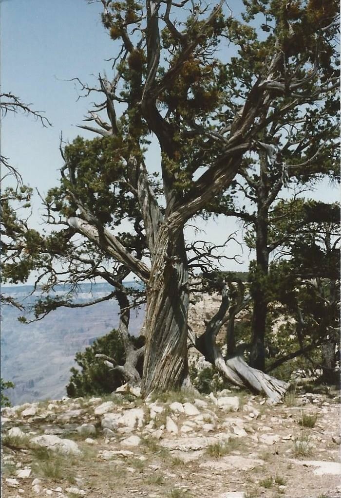 Tree At Edge Of Grand Canyon, Arizona, Usa