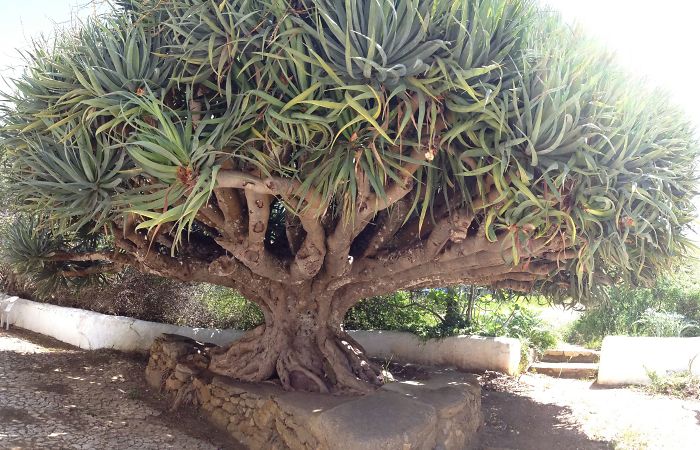 Unknown Species, Algarve, Portugal