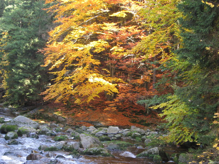 Common Beech Trees & Spruce In Poland,
