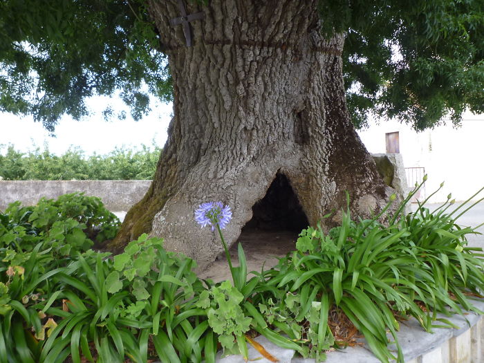 Narrow-leafed Ash, Portugal