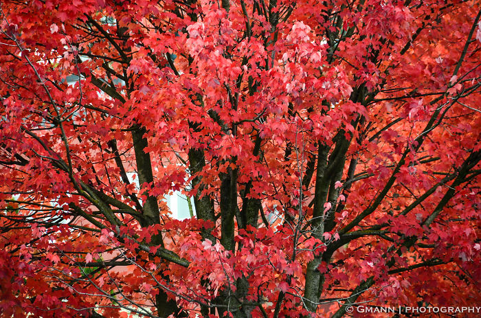 Japanese Gardens - Portland
