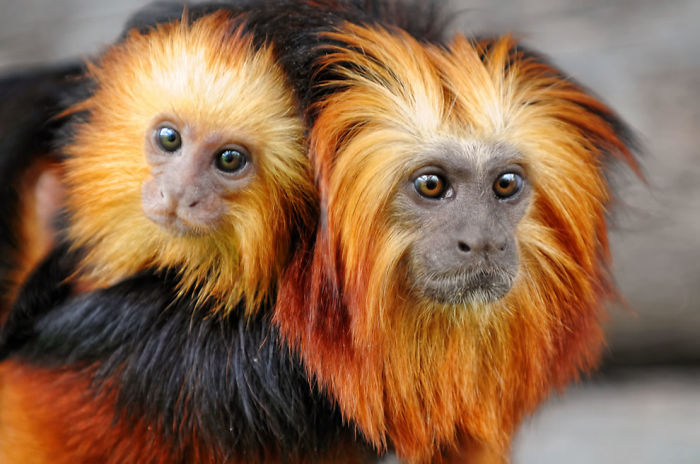 Golden-headed Lion Tamarin Baby And Its Mummy