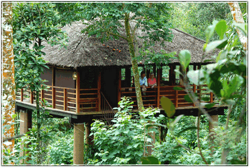 Tree House Kerala