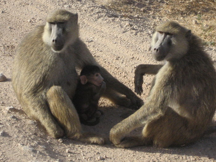 Mom, Dad And Baby Makes Three ...