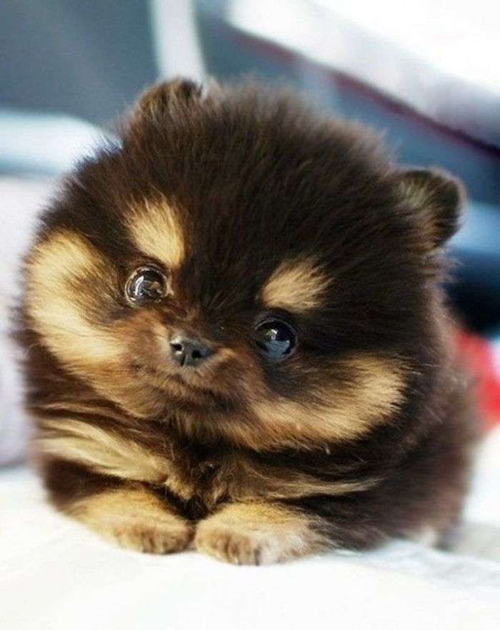 Pomsky Puppy