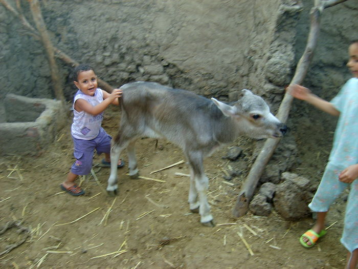 Little Muhammad - Egypt