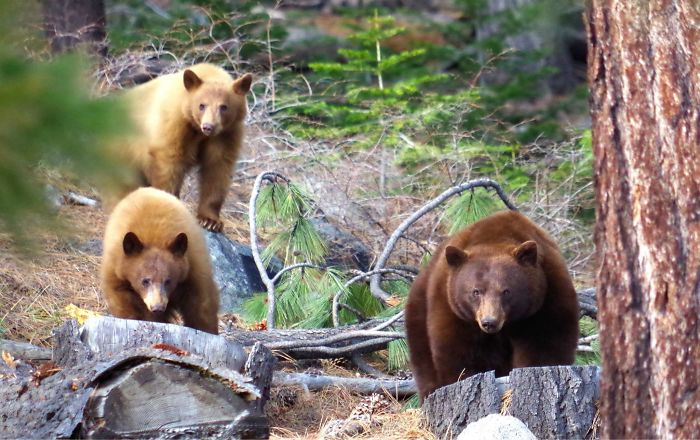 Black Bears In Sierra Nevada Mountains (lake Tahoe)