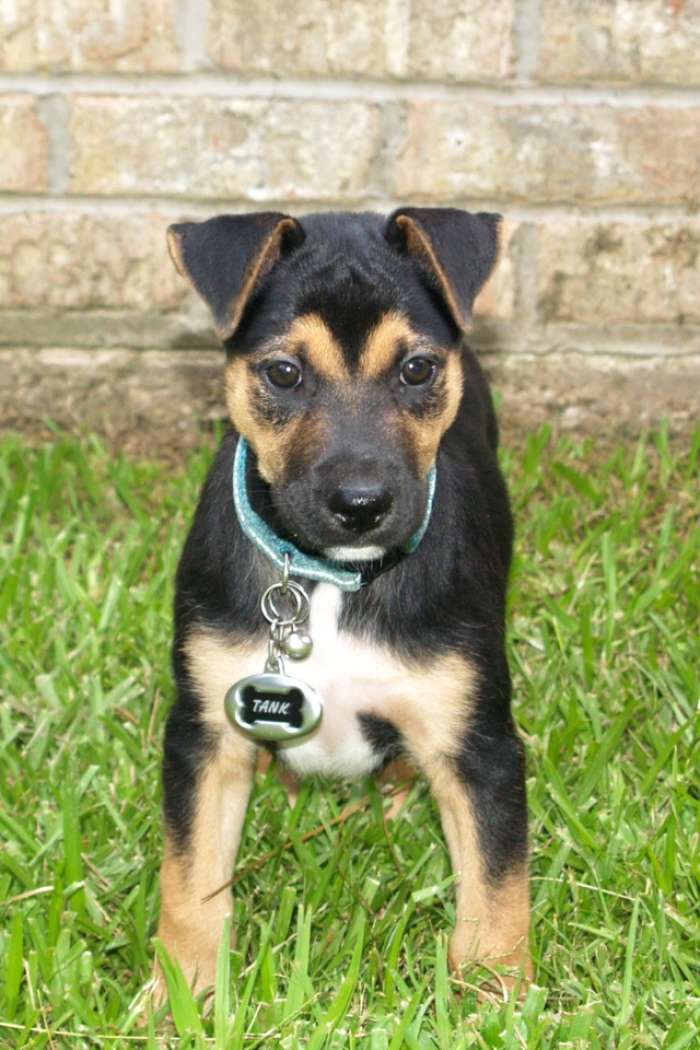 Belgian Malinois, German Shepherd And Pittbull Mix