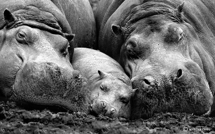 Cuddle In The Mud