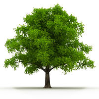 Mr.mehdi.Hosseini avatar