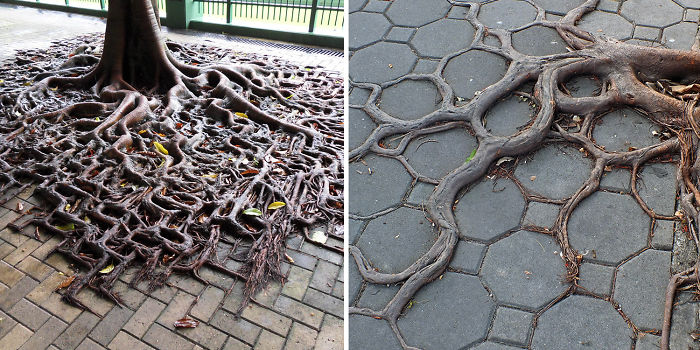 Share Amazing Tree Roots Winning Their Battle Against Concrete