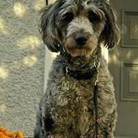 annemarie-burgon avatar