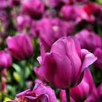 hanan.alhammadi.5 avatar