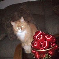 cheri-brown-5836 avatar