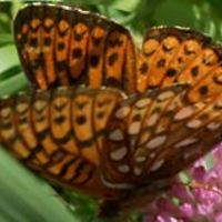 lanell.decosta avatar