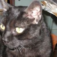 mpaula-whelan avatar