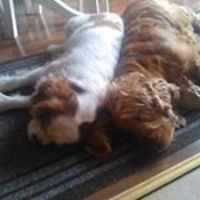 brenda-tallon avatar