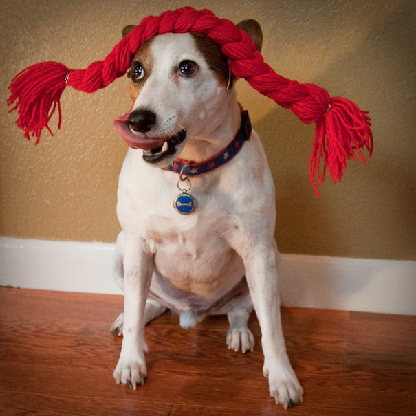 I Took A Picture Of My Dog Every Day For A Year