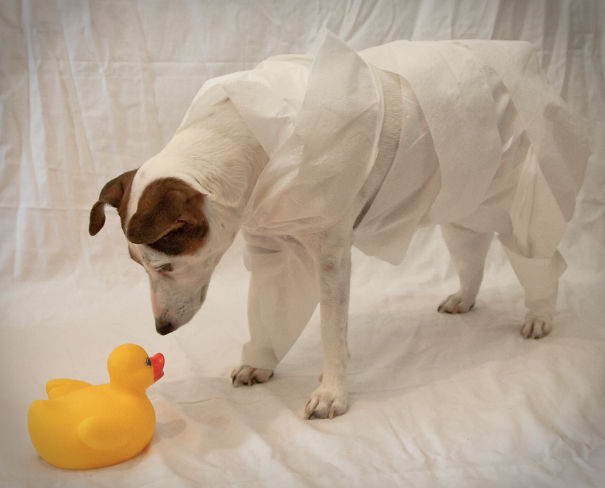 I Took A Picture Of My Dog Every Day For A Year