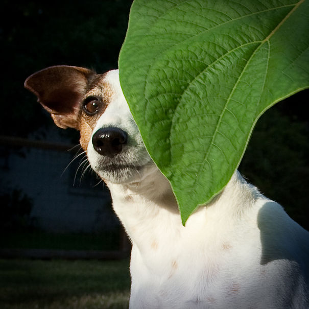 I Took A Picture Of My Dog Every Day For A Year I Took A Picture Of My Dog Every Day For A Year