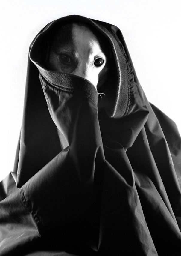 I Took A Picture Of My Dog Every Day For A Year I Took A Picture Of My Dog Every Day For A Year