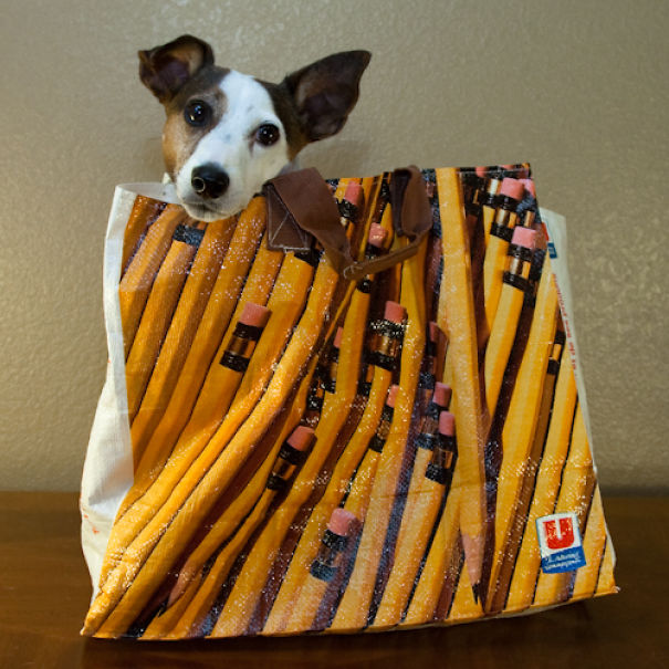 I Took A Picture Of My Dog Every Day For A Year I Took A Picture Of My Dog Every Day For A Year